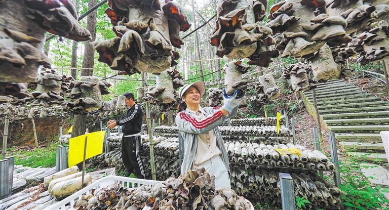 量发展产业调研】林下生金不朽情缘游戏入口【高质(图3)